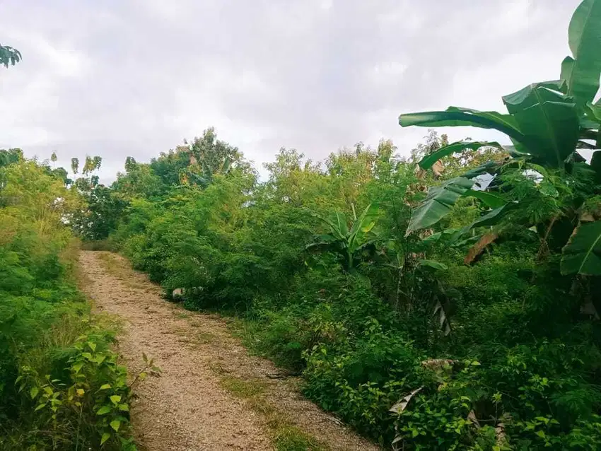 Dijual Murah Tanah Strategis area Kota Sumba Barat Daya