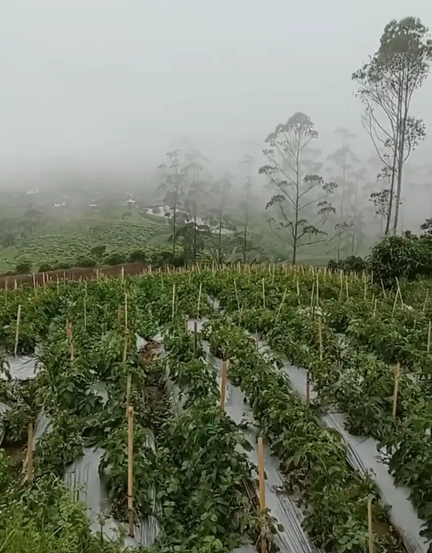 Tanah kebun PANGALENGAN 1,5 Ha, akses mobil
