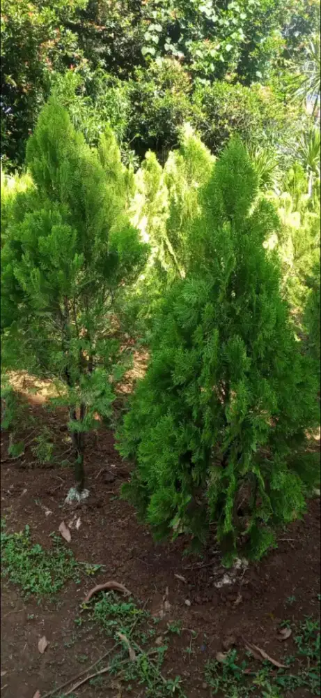 pohon cemara bandung,ual cemara kipas