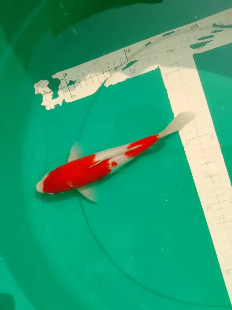 Ikan koi jenis Kohaku 28cm