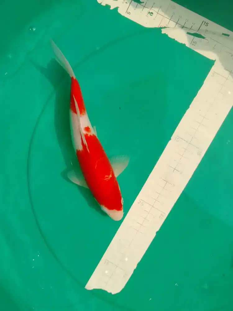 Ikan koi jenis Kohaku 28cm
