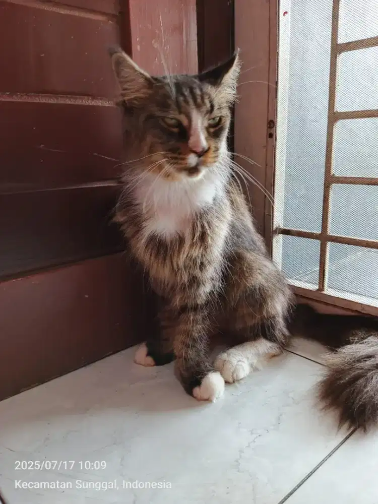 Kucing maincoon pure 1tahun siapa cepat dia dapat