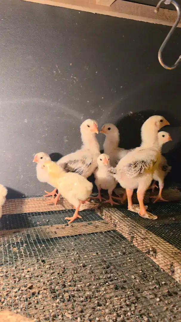 Anak Ayam Indio Gigante Ori Usia ±2 Minggu