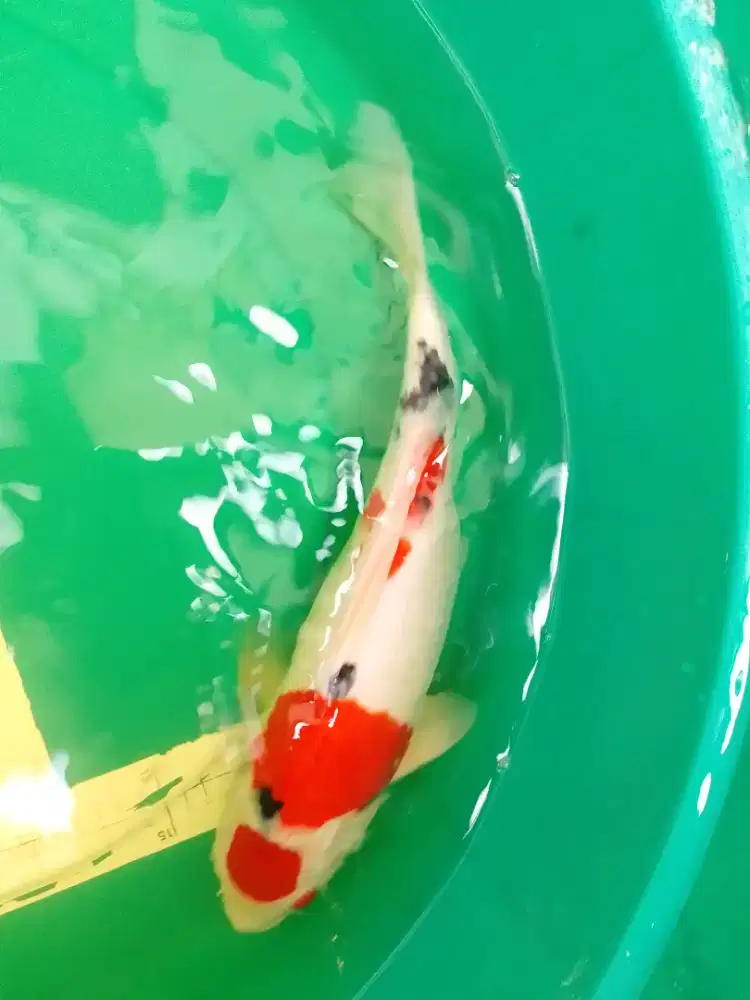 Ikan koi jenis Sanke 40cm pola original