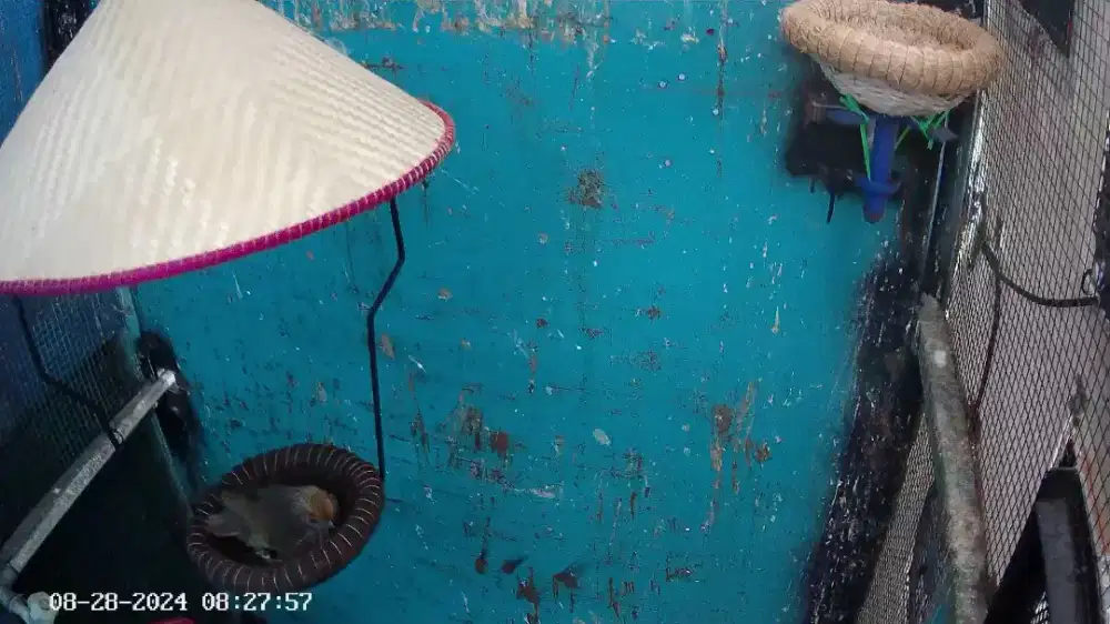 Cucak rowo / rawa sepasang asli pernah beranak