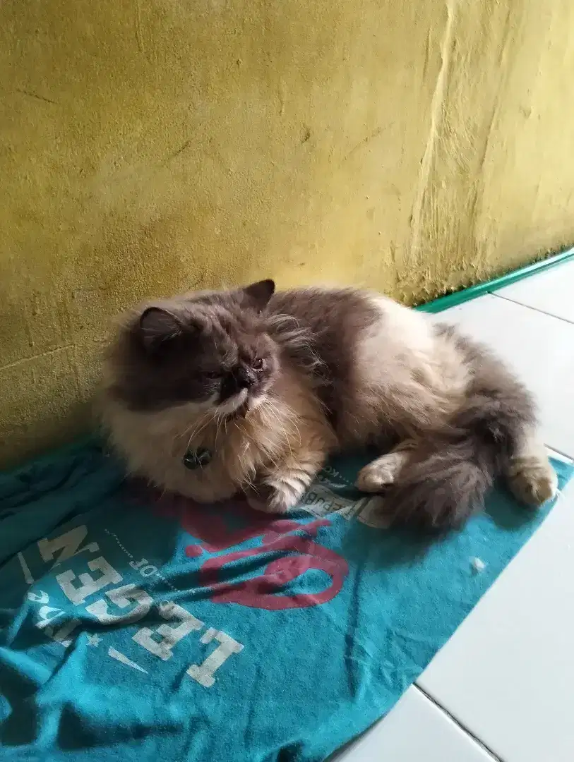 Jual kucing udh males