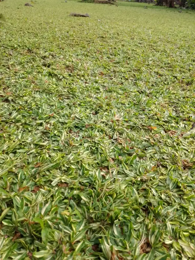 Jual rumput gajah varigata