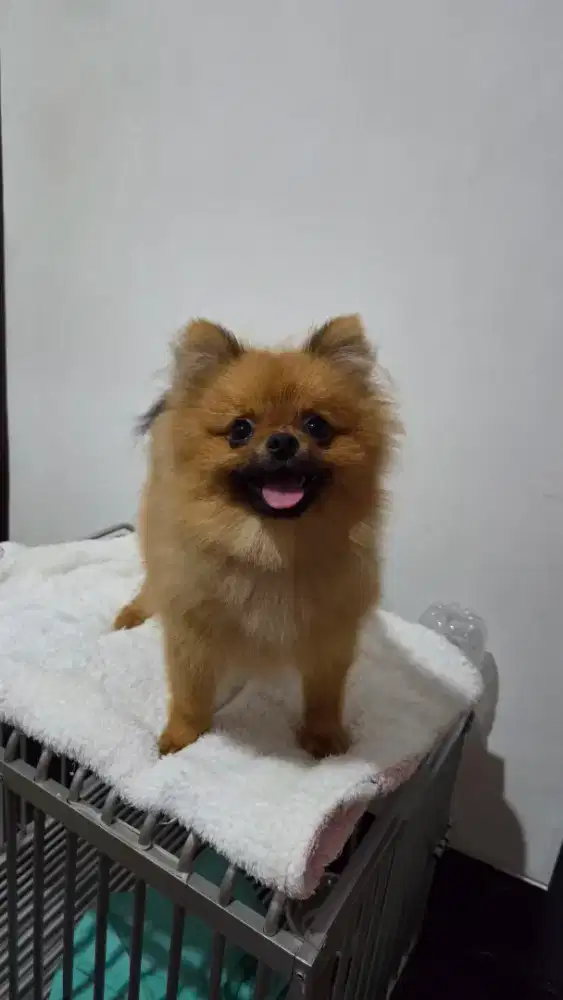 Mini pomeranian jantan