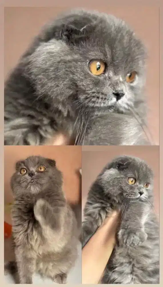 Scottish fold blue jdhin munchkin bsh line import pejantan