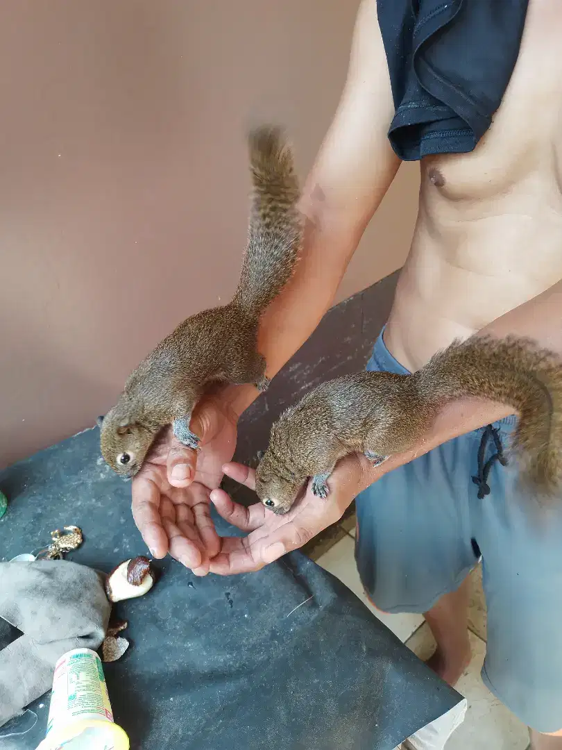 Tupai Sugar glider sepasang