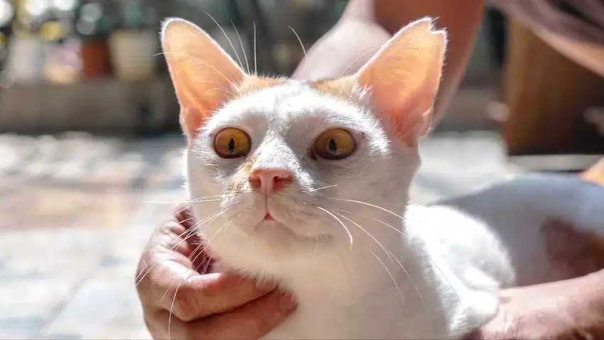 [ FREE ADOBT ] Kucing Domestik - Srintil
