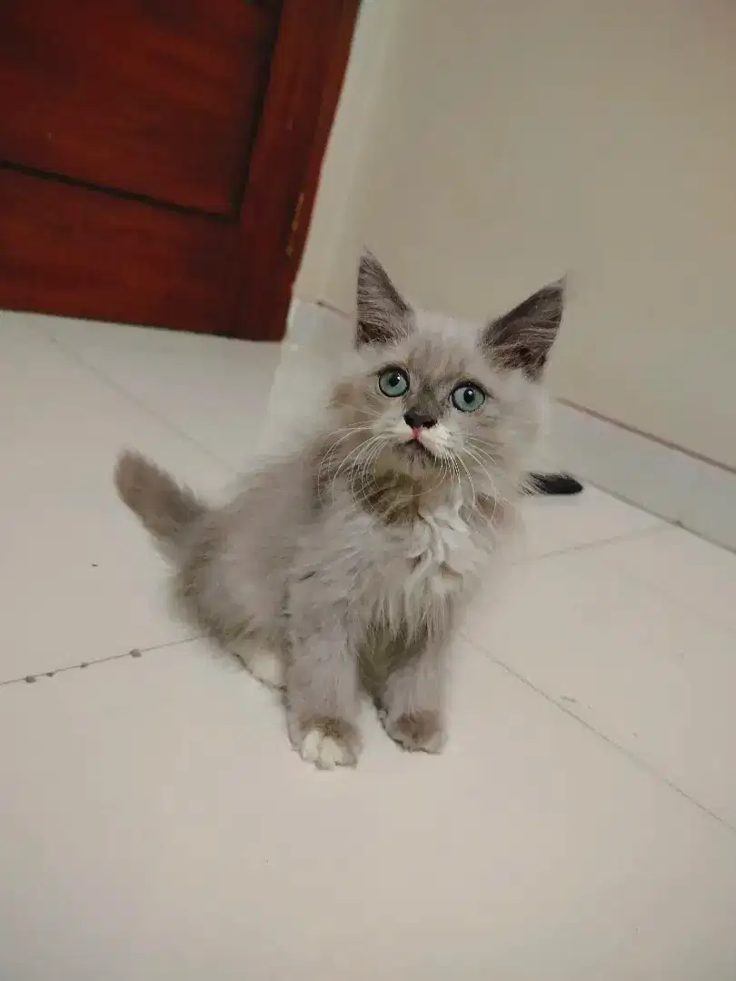 Kucing Cinnamon Bicolor