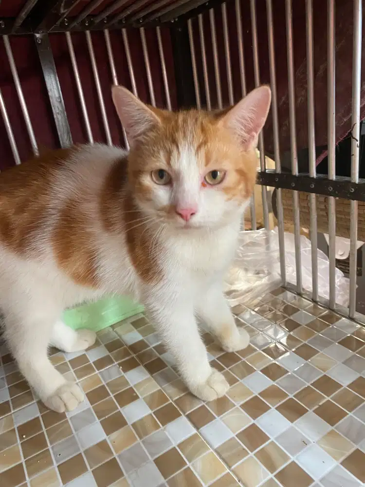 Dijual Anak Kucing Persia Jantan