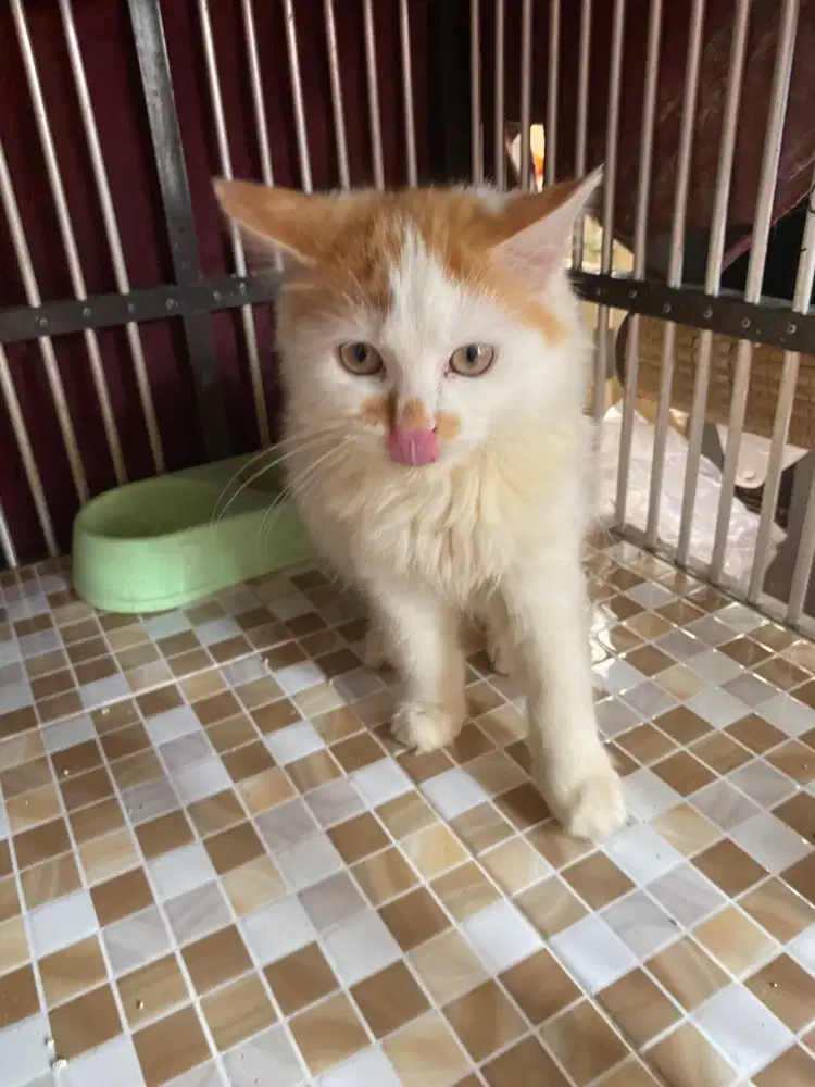 Dijual Anak Kucing Persia Betina Lucu & Sehat