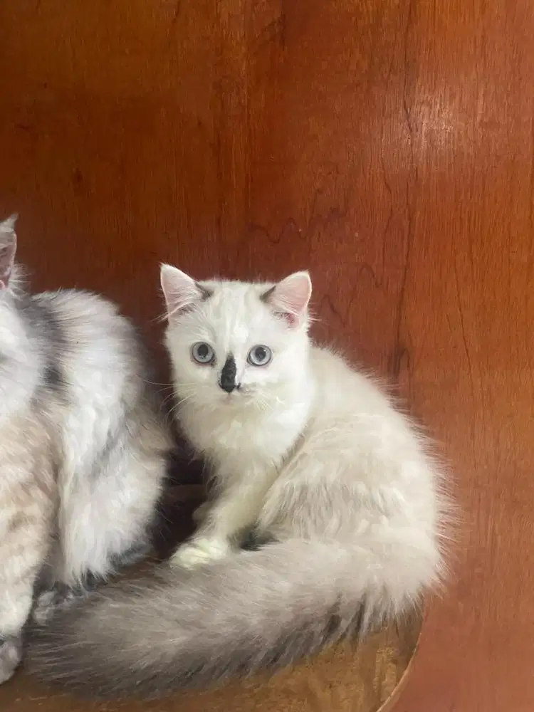 Kucing Persia Medium Big Bone