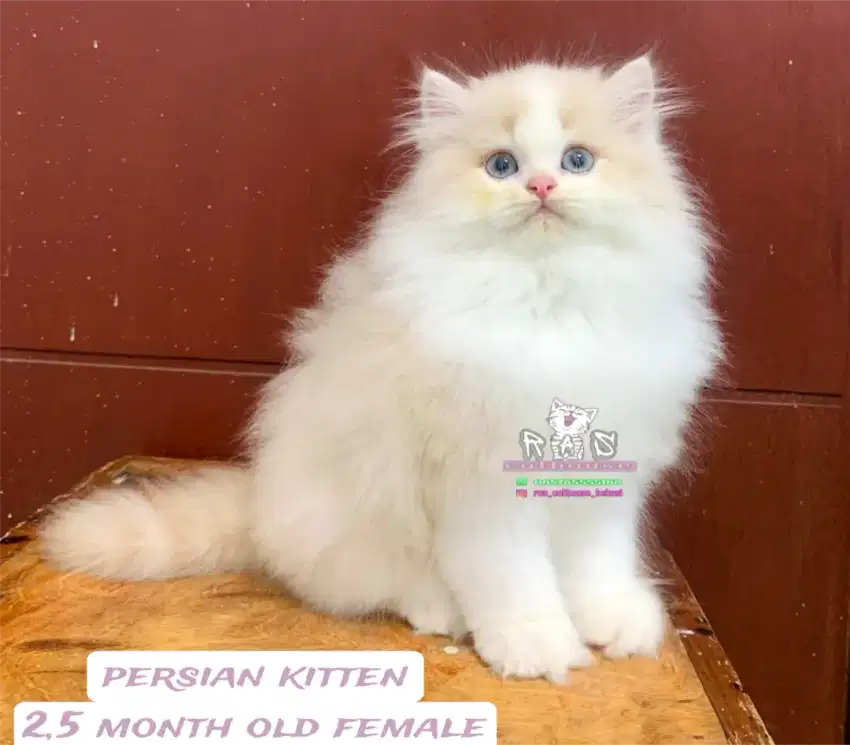 Kucing kitten lucu lucu