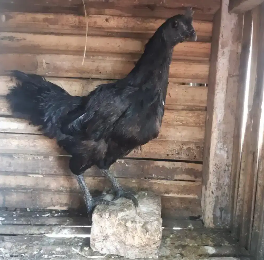 Indukan cemani siap produksi
