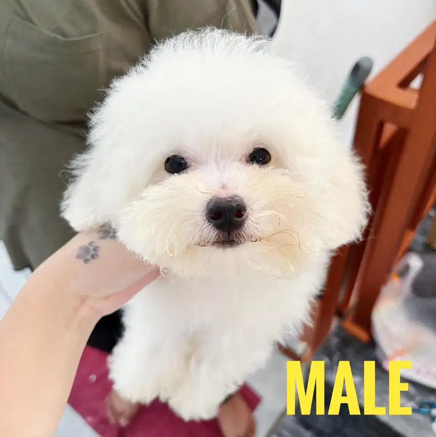 Dijual anjing poodle white