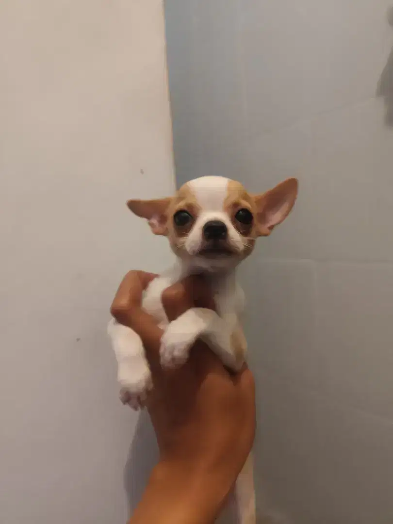 Chihuahua betina