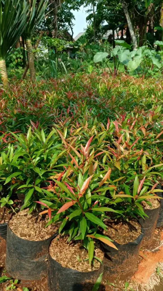 Jual tanaman pucuk merah ukuran 25cm