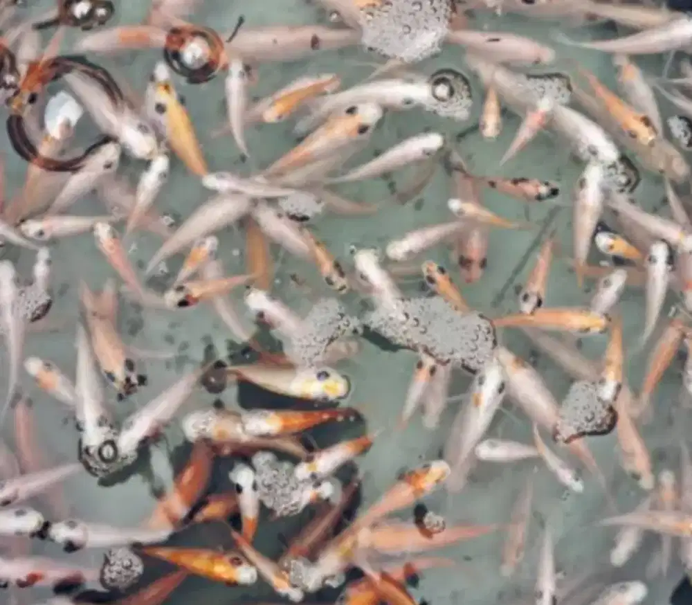 Bibit ikan Nila Garansi Hidup