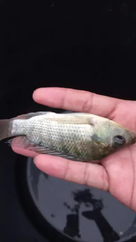 Bibit Nila Merah Bangkok/Hitam Kekar