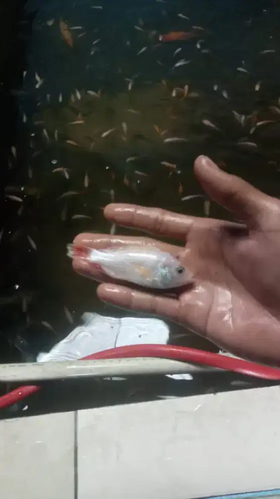 Bibit ikan Nila Merah dan Hitam sehat lincah dan cepat panen