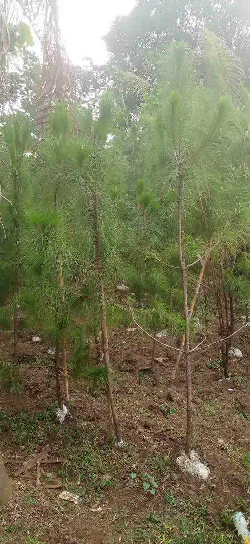 tukang pohon cemara pinus