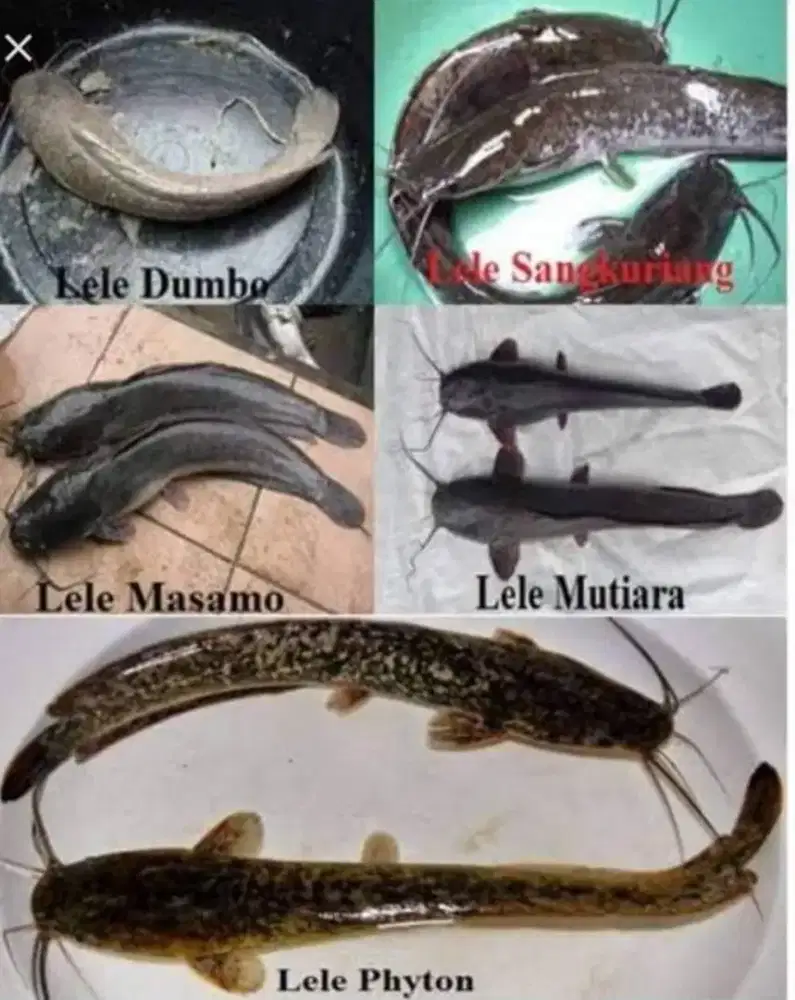 Bibit ikan Lele sangkuriang vs Mutiara