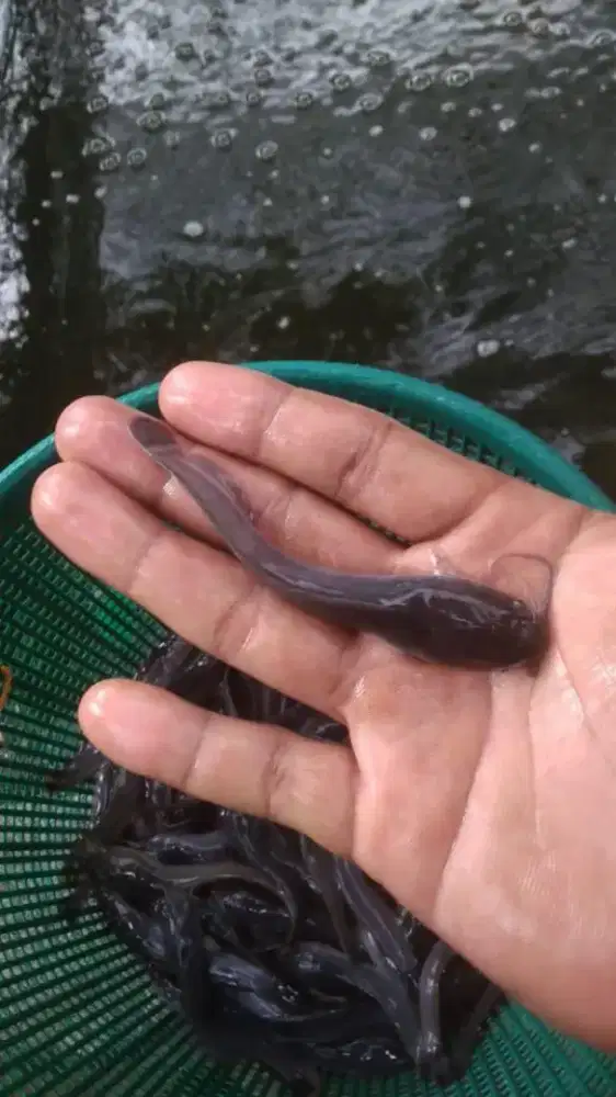Bibit ikan Lele bergaransi hidup