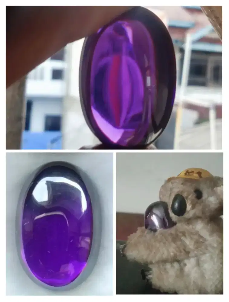 KECUBUNG UNGU KALIMANTAN -  PANGKALAN BUN [NATURAL].