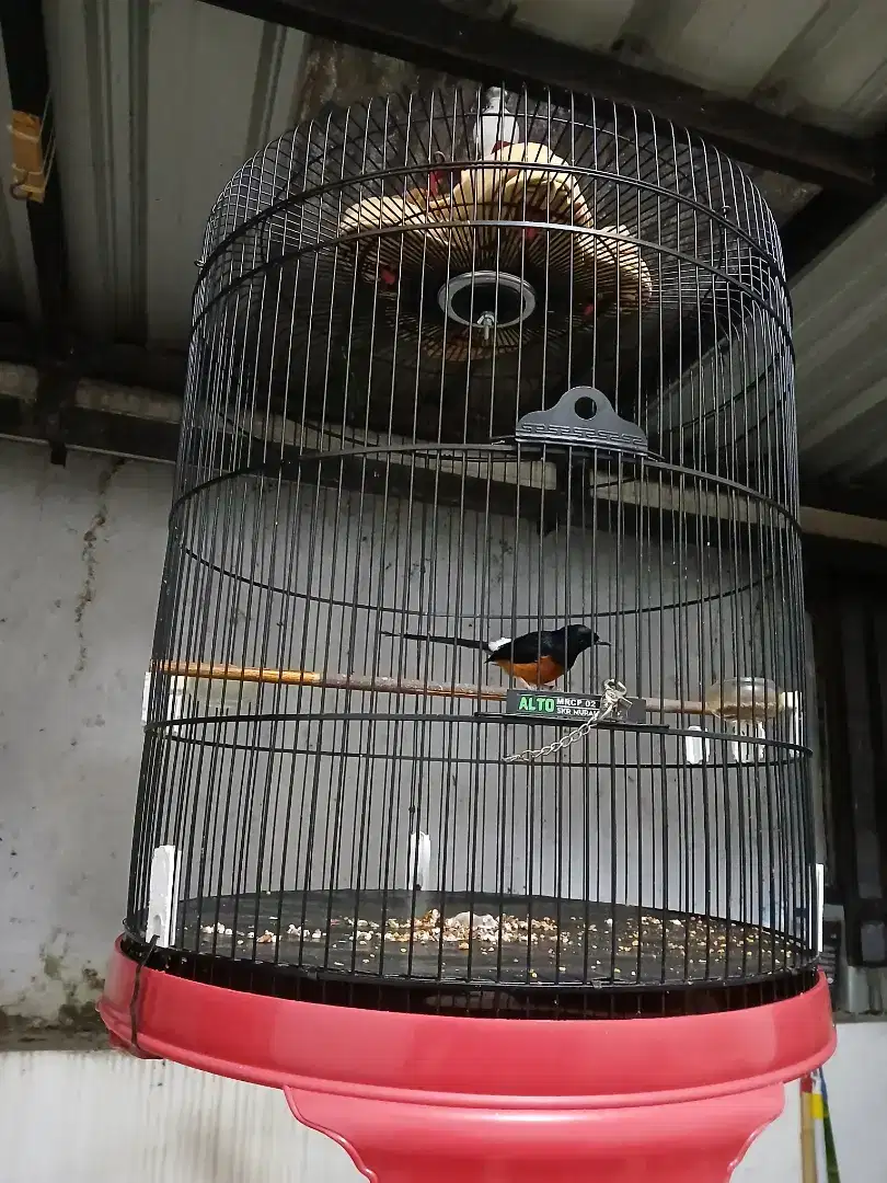 Murai batu di jual santai banyak isian