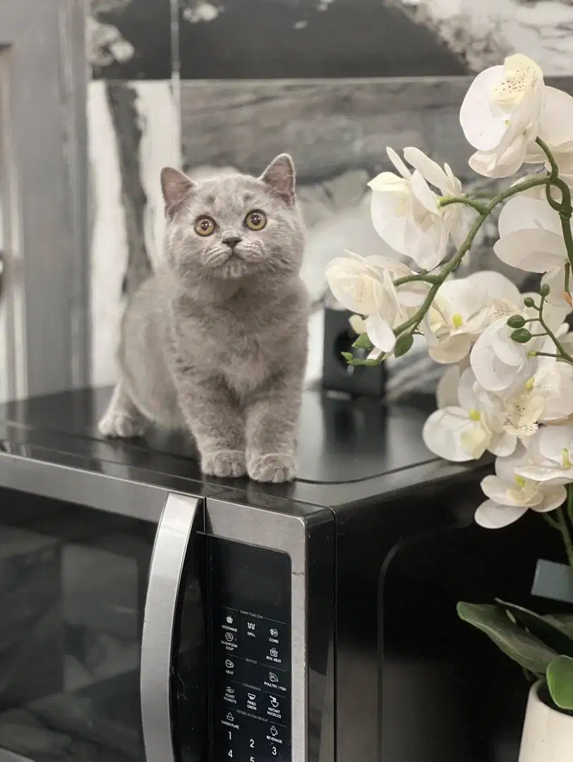 Kucing british shorthair (BSH) jantan
