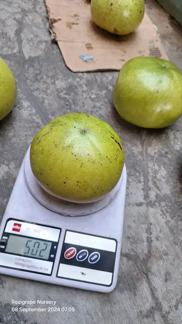 Jual buah black sapote jumbo siap matang