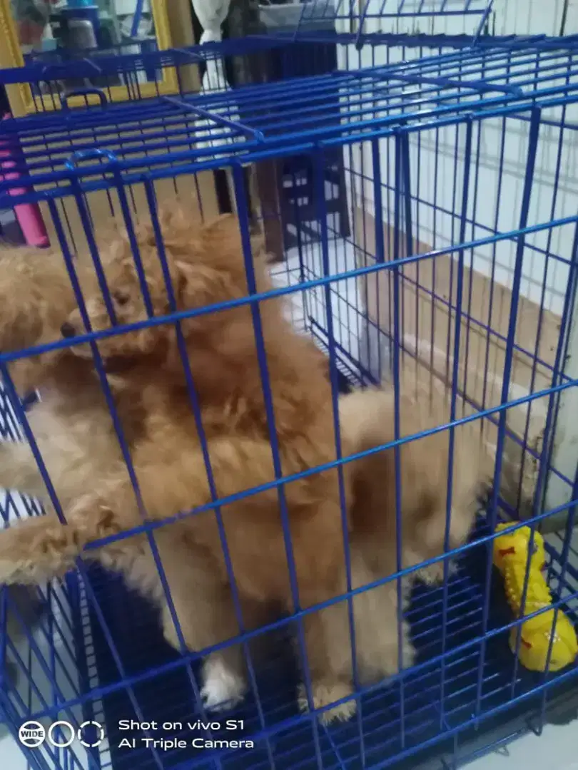 POODLE BETINA ANABUL 3 EKOR MURAH