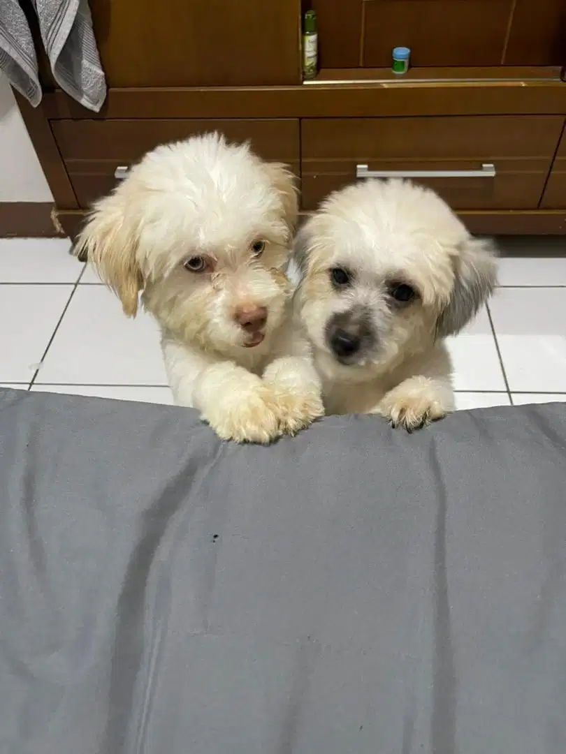 Open Adobt Maltipo usia 16 bulan