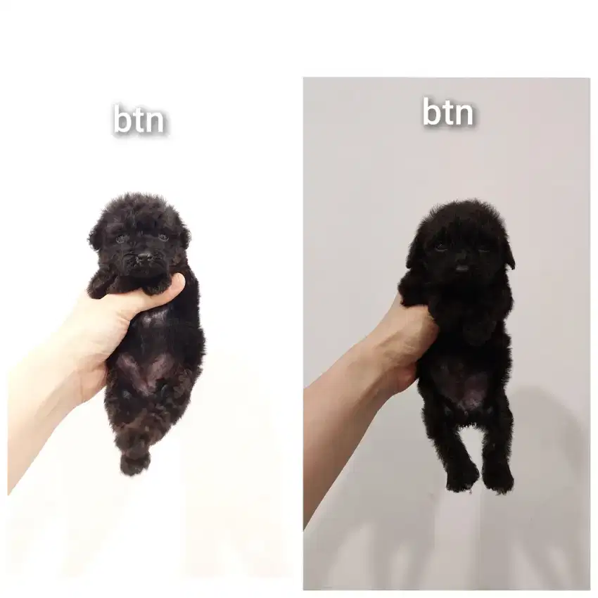 puppy poodle betina stambum microchip, non vksn !!! no php