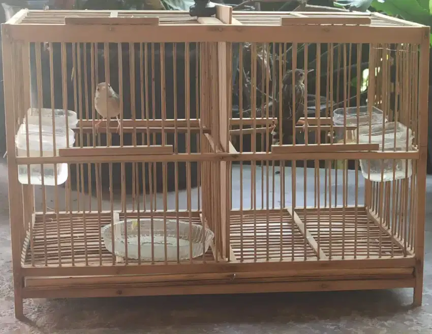 Cici Padi & Perenjak Lumut Voer + Kandang