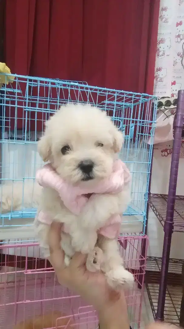 Anjing mini maltipoo