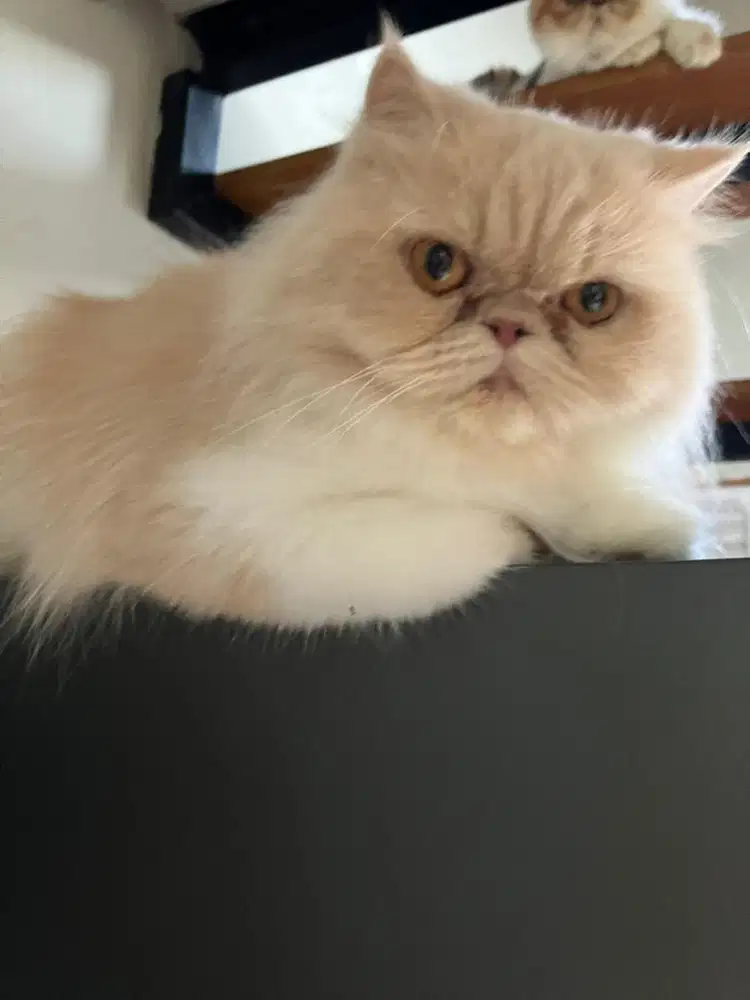 Persia Cream indukan Proven