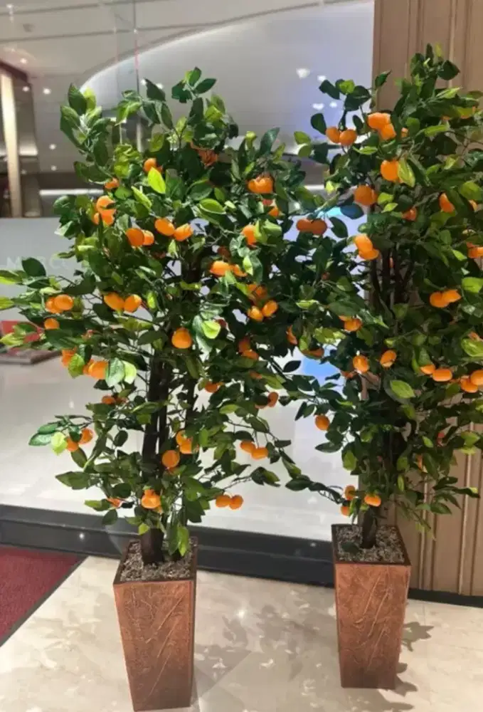 Pohon jeruk rimbun tinggi 150cm