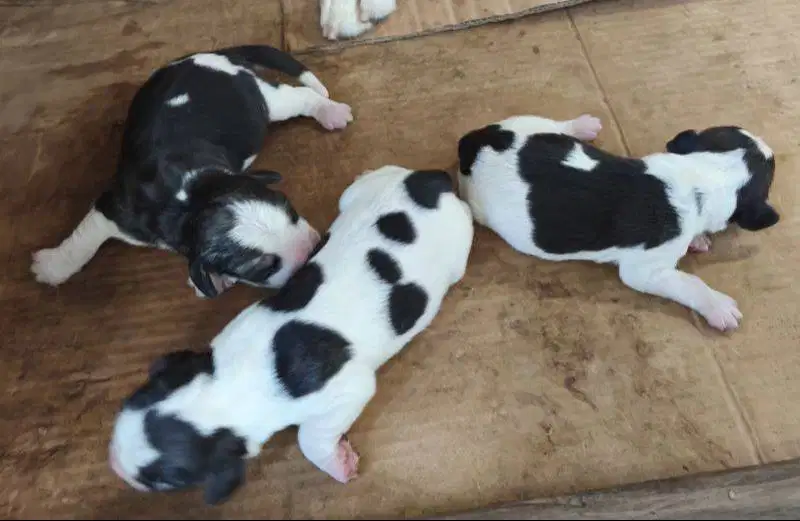 Beagle Puppies DOB 2025 July