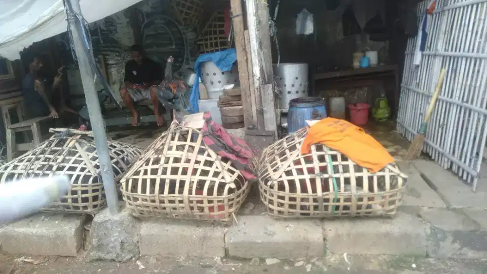 Jual segala jenis ayam dan frozen