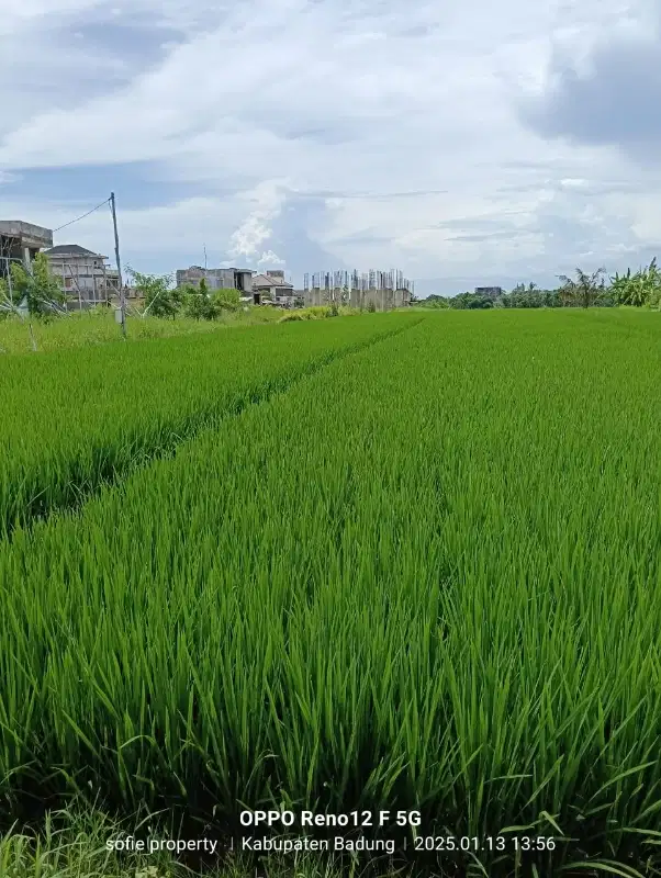 tanah  kontrak zona pariwisata dekat pantai cemagi