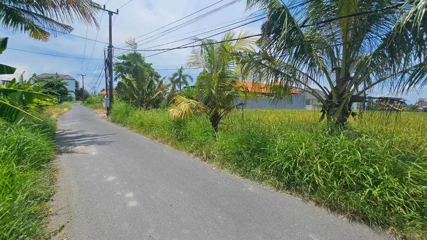 Disewakan tanah komersil lokasi cemagi