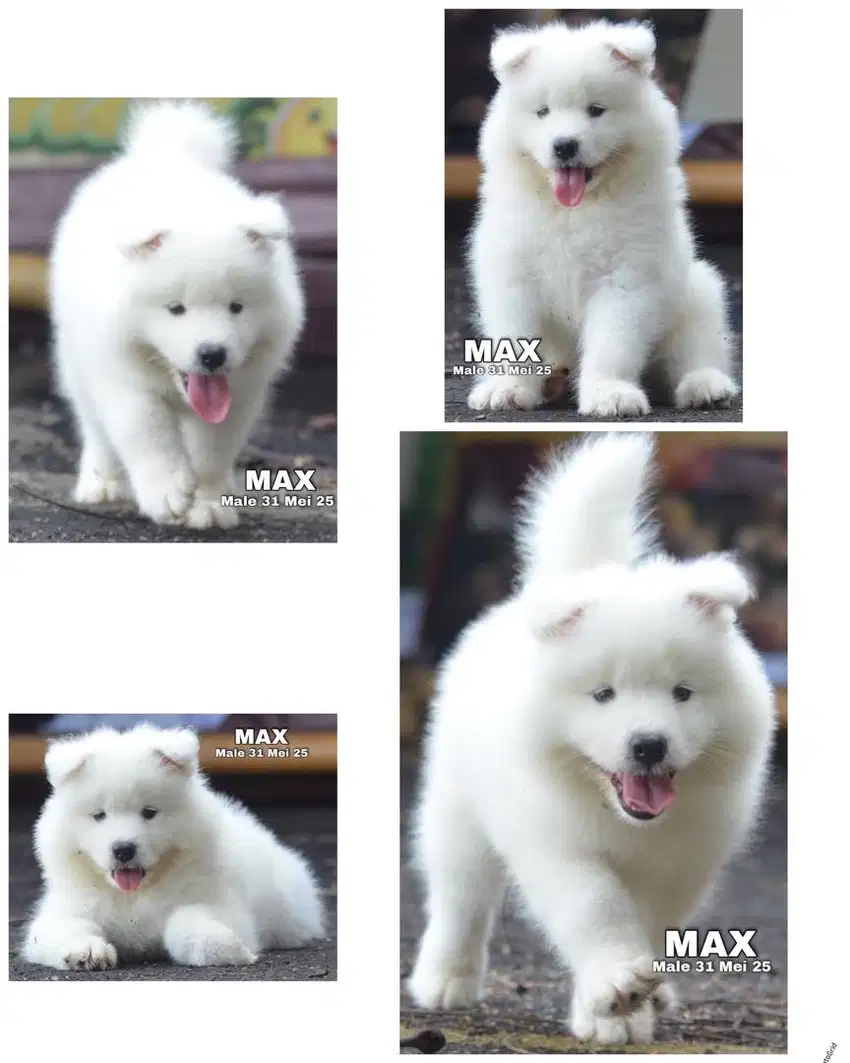 Samoyed puppy jantan stambum
