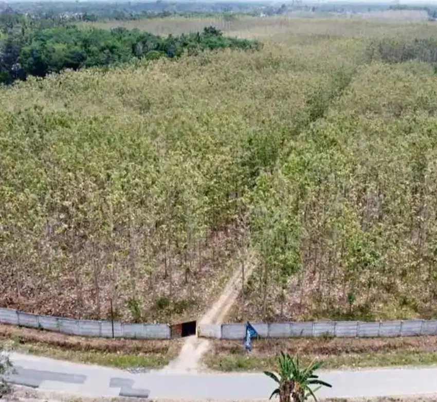 TANAH KEBUN JATI PINGGIR JALAN UTAMA DIJUAL MURAH