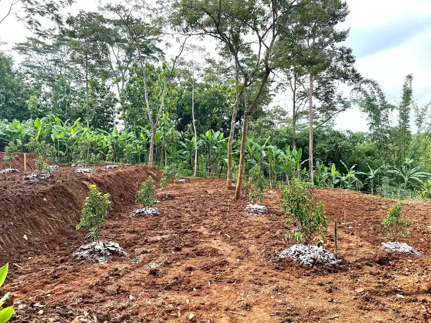Kebun Alpukat Subur 2216m² Bonus Rumah Karanganyar