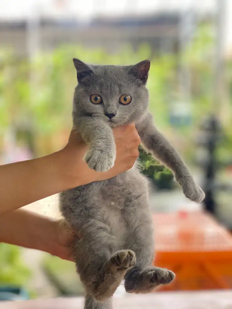 Kitten British Short Hair Non Ped