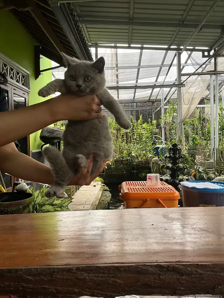 Kitten British Short Hair (BSH) non sertif